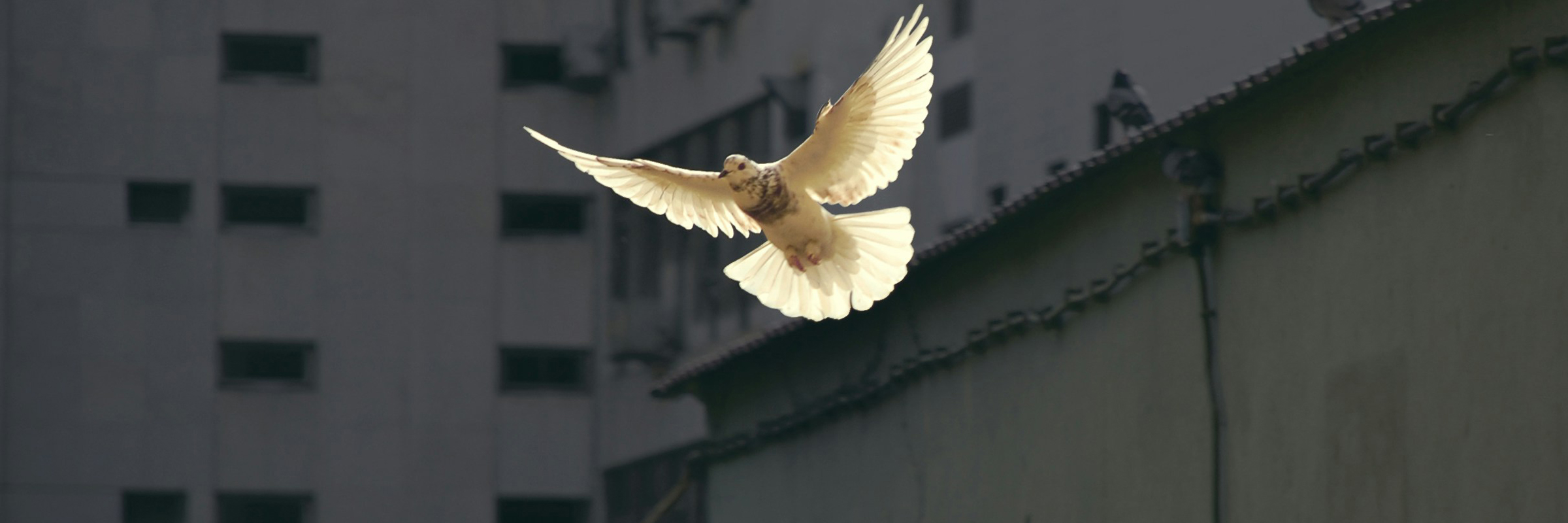 eine fliegende weiße Taube